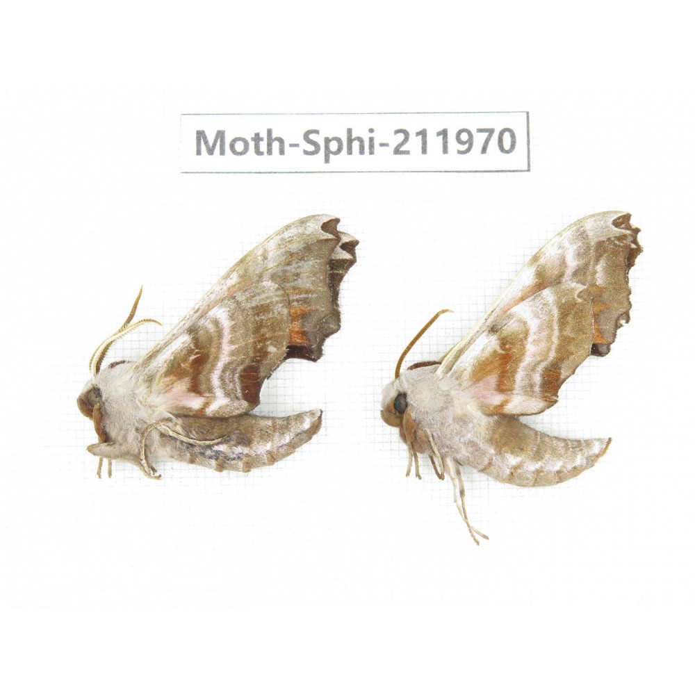 Sphingidae sp. China, Heilongjiang, Mudanjiang. 2Pcs. Moth-Sphi-211970.