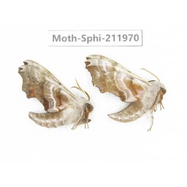 Sphingidae sp. China, Heilongjiang, Mudanjiang. 2Pcs. Moth-Sphi-211970.