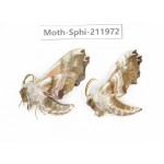 Sphingidae sp. China, Heilongjiang, Mudanjiang. 2Pcs. Moth-Sphi-211972.
