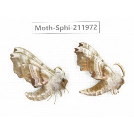 Sphingidae sp. China, Heilongjiang, Mudanjiang. 2Pcs. Moth-Sphi-211972.