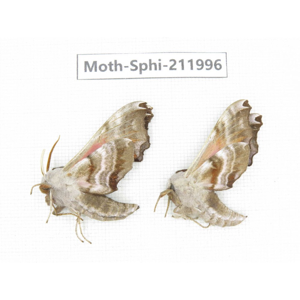 Sphingidae sp. China, Heilongjiang, Mudanjiang. 2Pcs. Moth-Sphi-211996.
