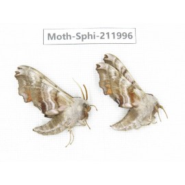 Sphingidae sp. China, Heilongjiang, Mudanjiang. 2Pcs. Moth-Sphi-211996.
