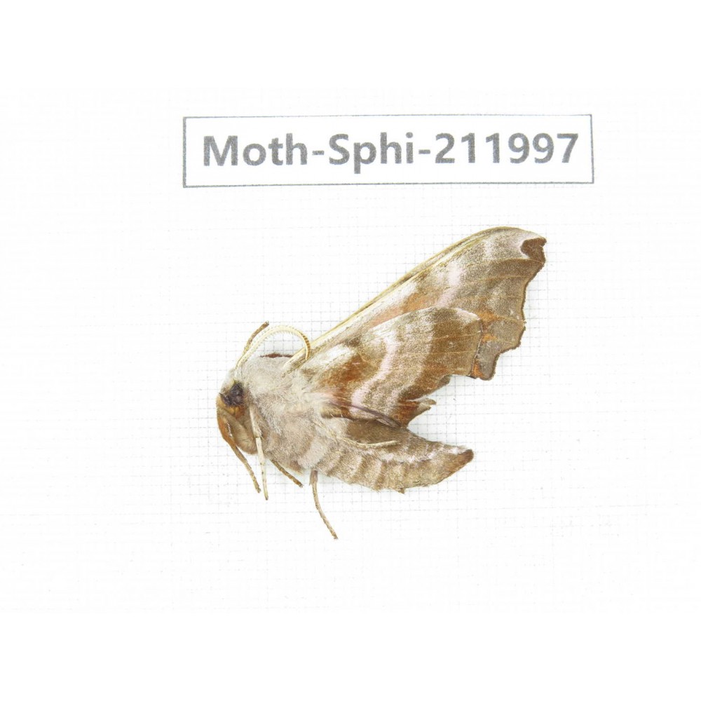 Sphingidae sp. China, Heilongjiang, Mudanjiang. 1Pcs. Moth-Sphi-211997.