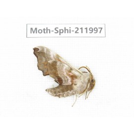Sphingidae sp. China, Heilongjiang, Mudanjiang. 1Pcs. Moth-Sphi-211997.