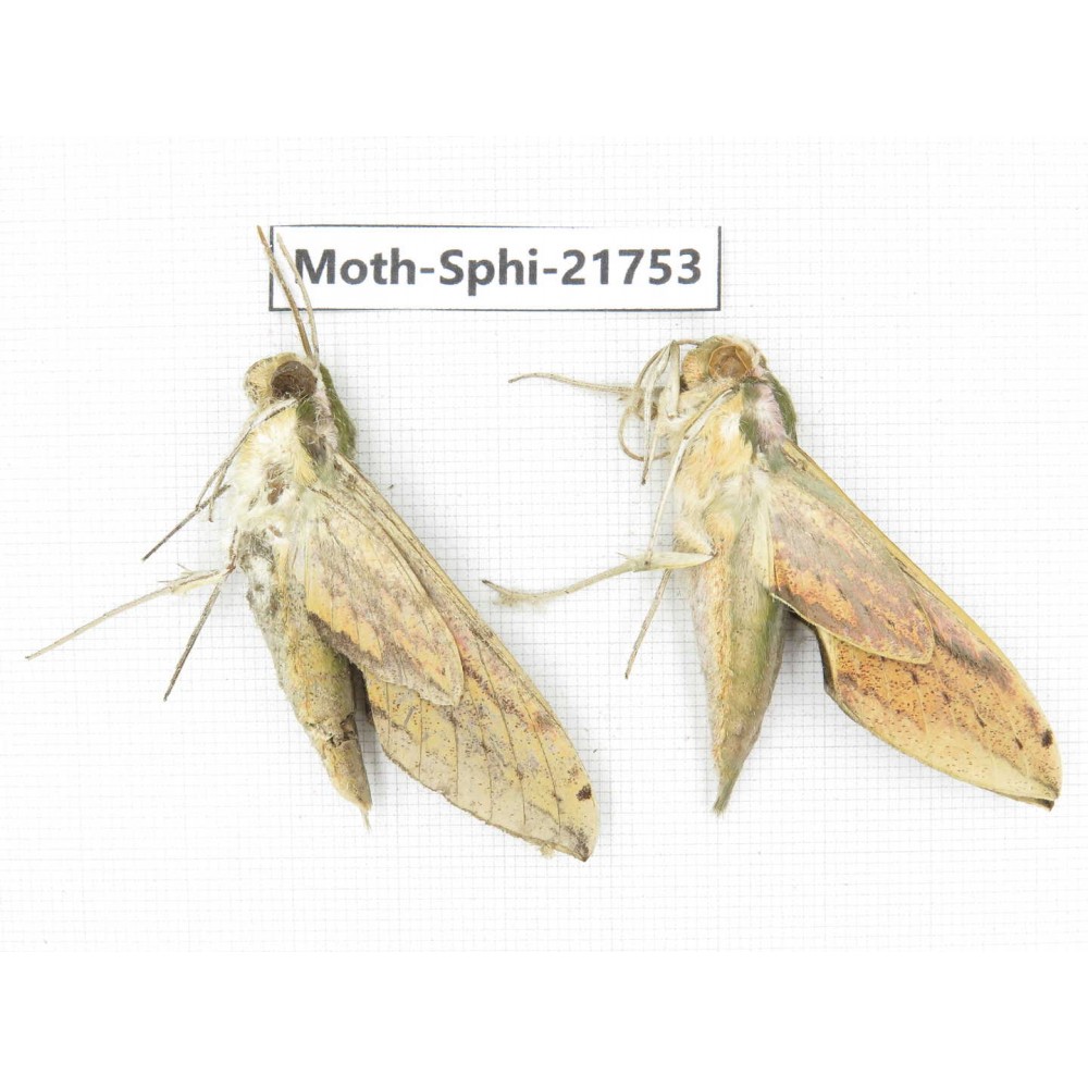 Sphingidae sp. China, Shanxi, Hanzhong, Liuba county. 2M. Moth-Sphi-21753.