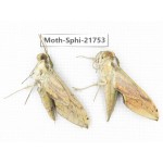 Sphingidae sp. China, Shanxi, Hanzhong, Liuba county. 2M. Moth-Sphi-21753.