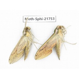 Sphingidae sp. China, Shanxi, Hanzhong, Liuba county. 2M. Moth-Sphi-21753.