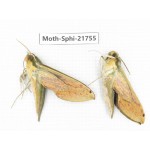 Sphingidae sp. China, Shanxi, Hanzhong, Liuba county. 2M. Moth-Sphi-21755.