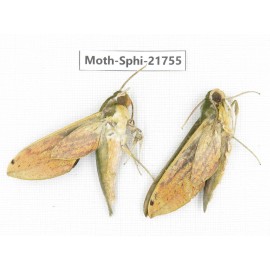 Sphingidae sp. China, Shanxi, Hanzhong, Liuba county. 2M. Moth-Sphi-21755.