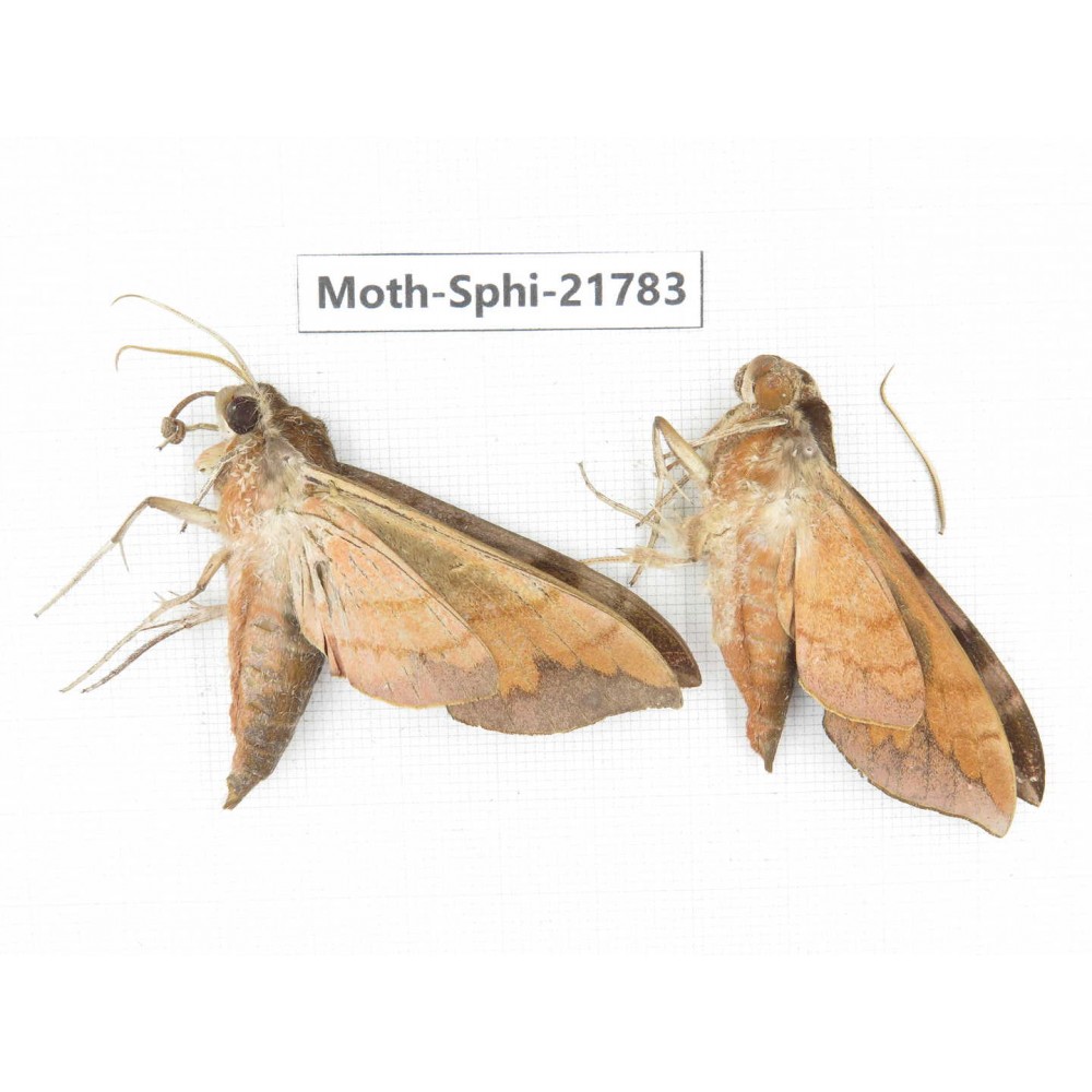 Sphingidae sp. China, Shanxi, Hanzhong, Liuba county. 2M. Moth-Sphi-21783.