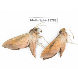 Sphingidae sp. China, Shanxi, Hanzhong, Liuba county. 2M. Moth-Sphi-21783.