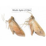 Sphingidae sp. China, Shanxi, Hanzhong, Liuba county. 2M. Moth-Sphi-21784.