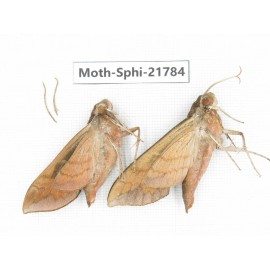 Sphingidae sp. China, Shanxi, Hanzhong, Liuba county. 2M. Moth-Sphi-21784.