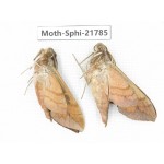 Sphingidae sp. China, Shanxi, Hanzhong, Liuba county. 2M. Moth-Sphi-21785.