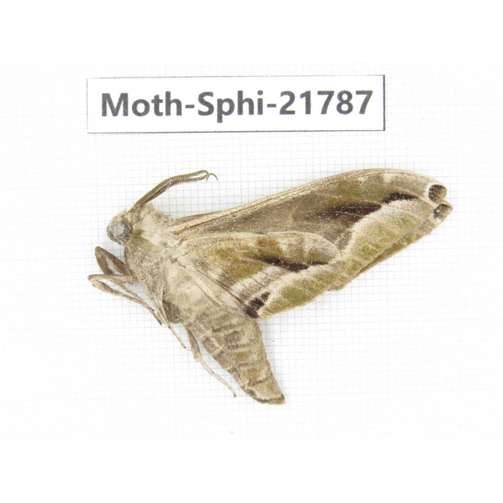 Sphingidae sp. China, Shanxi, Hanzhong, Liuba county. 1M. Moth-Sphi-21787.