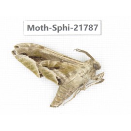 Sphingidae sp. China, Shanxi, Hanzhong, Liuba county. 1M. Moth-Sphi-21787.