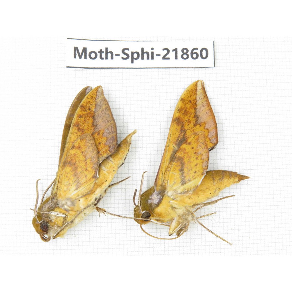 Sphingidae sp. China, Sichuan, Ganzi, Mt.Gonggashan. 2Pcs. Moth-Sphi-21860.