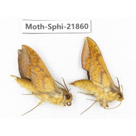 Sphingidae sp. China, Sichuan, Ganzi, Mt.Gonggashan. 2Pcs. Moth-Sphi-21860.