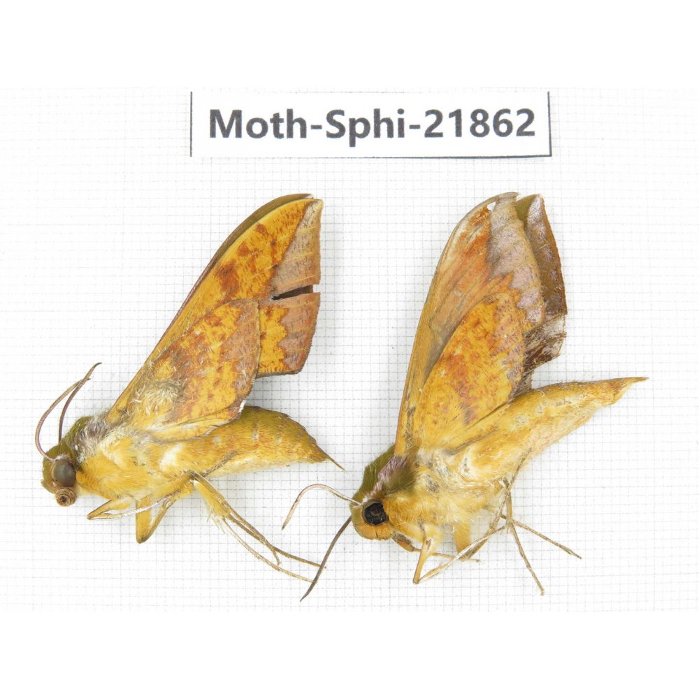 Sphingidae sp. China, Sichuan, Ganzi, Mt.Gonggashan. 2Pcs. Moth-Sphi-21862.