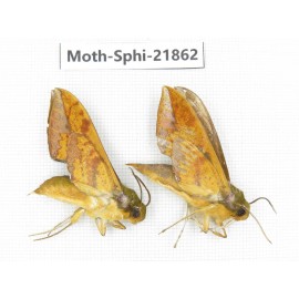 Sphingidae sp. China, Sichuan, Ganzi, Mt.Gonggashan. 2Pcs. Moth-Sphi-21862.