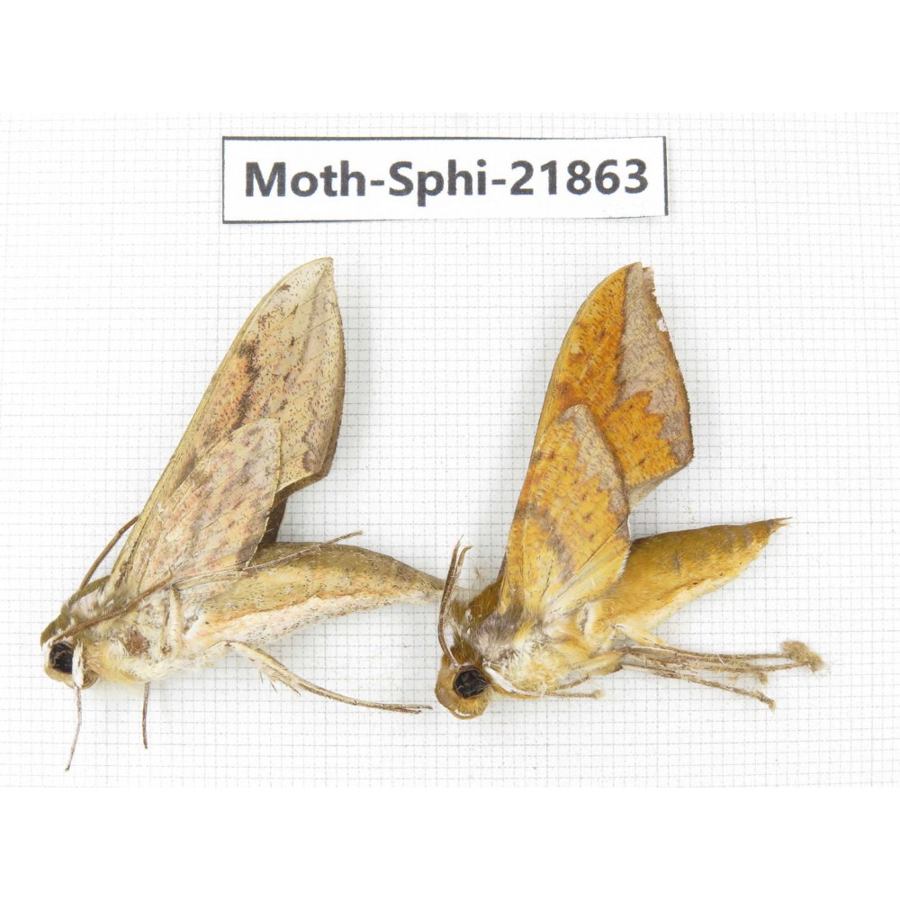 Sphingidae sp. China, Sichuan, Ganzi, Mt.Gonggashan. 2Pcs. Moth-Sphi-21863.