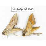 Sphingidae sp. China, Sichuan, Ganzi, Mt.Gonggashan. 2Pcs. Moth-Sphi-21863.