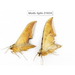 Sphingidae sp. China, Sichuan, Ganzi, Mt.Gonggashan. 2Pcs. Moth-Sphi-21834.