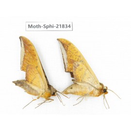 Sphingidae sp. China, Sichuan, Ganzi, Mt.Gonggashan. 2Pcs. Moth-Sphi-21834.