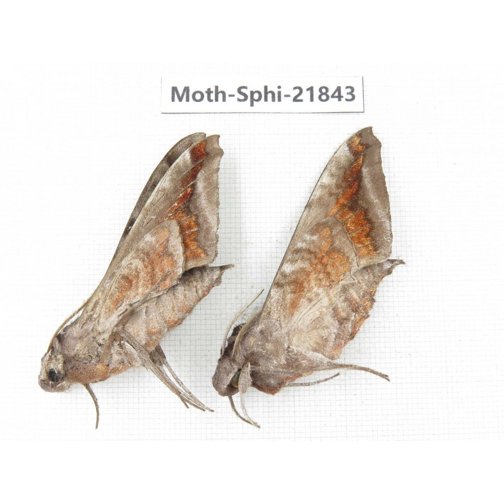 Sphingidae sp. China, Sichuan, Ganzi, Mt.Gonggashan. 2Pcs. Moth-Sphi-21843.
