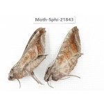 Sphingidae sp. China, Sichuan, Ganzi, Mt.Gonggashan. 2Pcs. Moth-Sphi-21843.