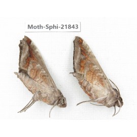 Sphingidae sp. China, Sichuan, Ganzi, Mt.Gonggashan. 2Pcs. Moth-Sphi-21843.