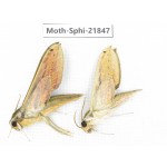 Sphingidae sp. China, Sichuan, Ganzi, Mt.Gonggashan. 2Pcs. Moth-Sphi-21847.