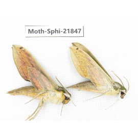 Sphingidae sp. China, Sichuan, Ganzi, Mt.Gonggashan. 2Pcs. Moth-Sphi-21847.