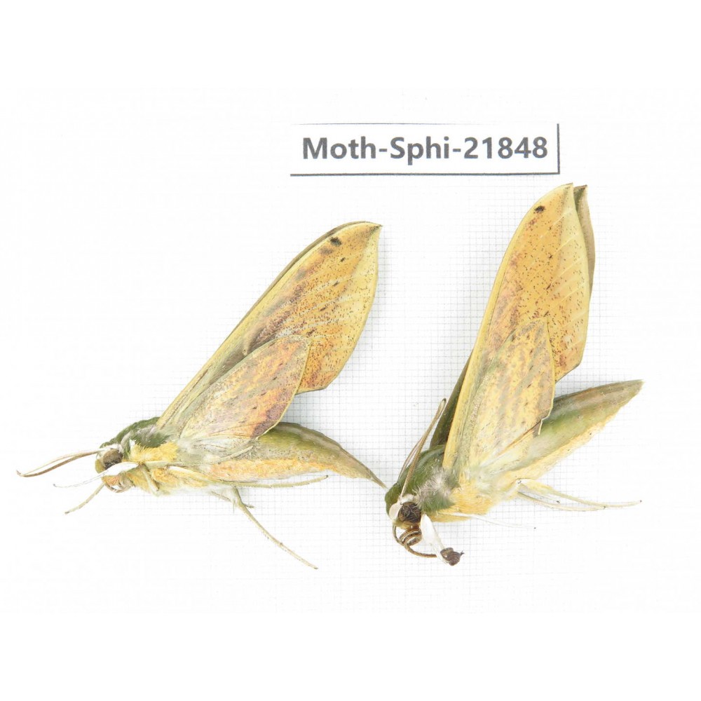 Sphingidae sp. China, Sichuan, Ganzi, Mt.Gonggashan. 2Pcs. Moth-Sphi-21848.