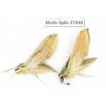 Sphingidae sp. China, Sichuan, Ganzi, Mt.Gonggashan. 2Pcs. Moth-Sphi-21848.