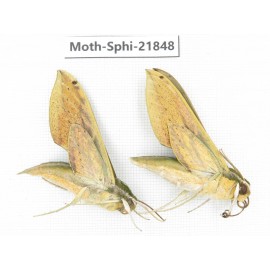Sphingidae sp. China, Sichuan, Ganzi, Mt.Gonggashan. 2Pcs. Moth-Sphi-21848.