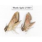 Sphingidae sp. China, Sichuan, Ganzi, Mt.Gonggashan. 2Pcs. Moth-Sphi-21861.