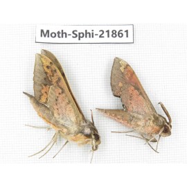 Sphingidae sp. China, Sichuan, Ganzi, Mt.Gonggashan. 2Pcs. Moth-Sphi-21861.