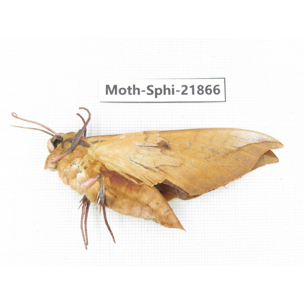 Sphingidae sp. China, Sichuan, Ganzi, Mt.Gonggashan. 1Pcs. Moth-Sphi-21866.