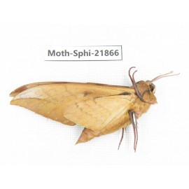 Sphingidae sp. China, Sichuan, Ganzi, Mt.Gonggashan. 1Pcs. Moth-Sphi-21866.