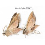 Sphingidae sp. China, Sichuan, Ganzi, Mt.Gonggashan. 2Pcs. Moth-Sphi-21867.