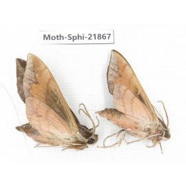 Sphingidae sp. China, Sichuan, Ganzi, Mt.Gonggashan. 2Pcs. Moth-Sphi-21867.