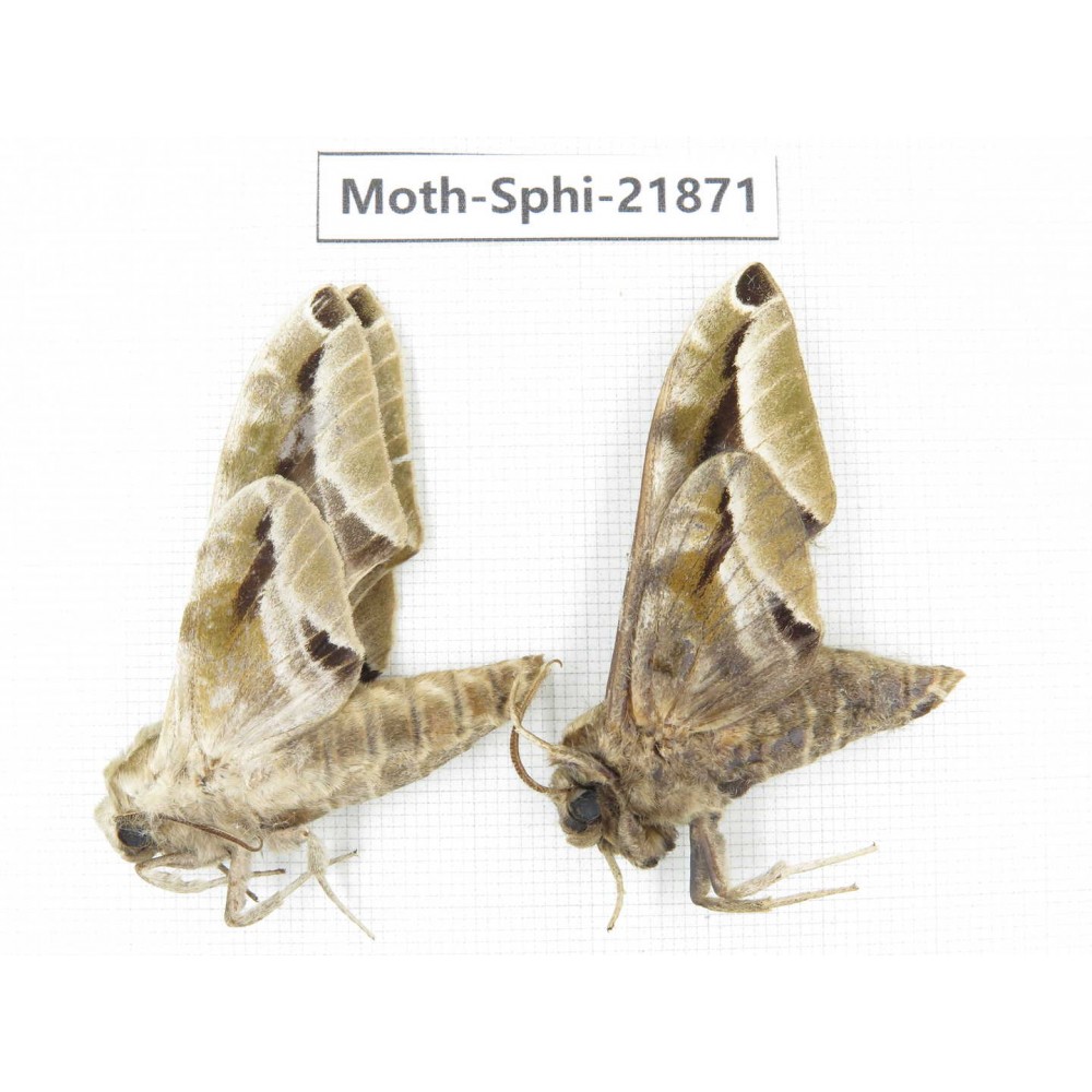 Sphingidae sp. China, Sichuan, Ganzi, Mt.Gonggashan. 2Pcs. Moth-Sphi-21871.