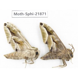 Sphingidae sp. China, Sichuan, Ganzi, Mt.Gonggashan. 2Pcs. Moth-Sphi-21871.
