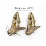 Sphingidae sp. China, Sichuan, Ganzi, Mt.Gonggashan. 2Pcs. Moth-Sphi-21872.