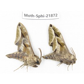 Sphingidae sp. China, Sichuan, Ganzi, Mt.Gonggashan. 2Pcs. Moth-Sphi-21872.
