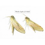 Sphingidae sp. China, Tibet, Linzhi, Bomi county. 2Pcs. Moth-Sphi-211664.