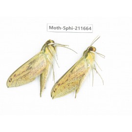 Sphingidae sp. China, Tibet, Linzhi, Bomi county. 2Pcs. Moth-Sphi-211664.