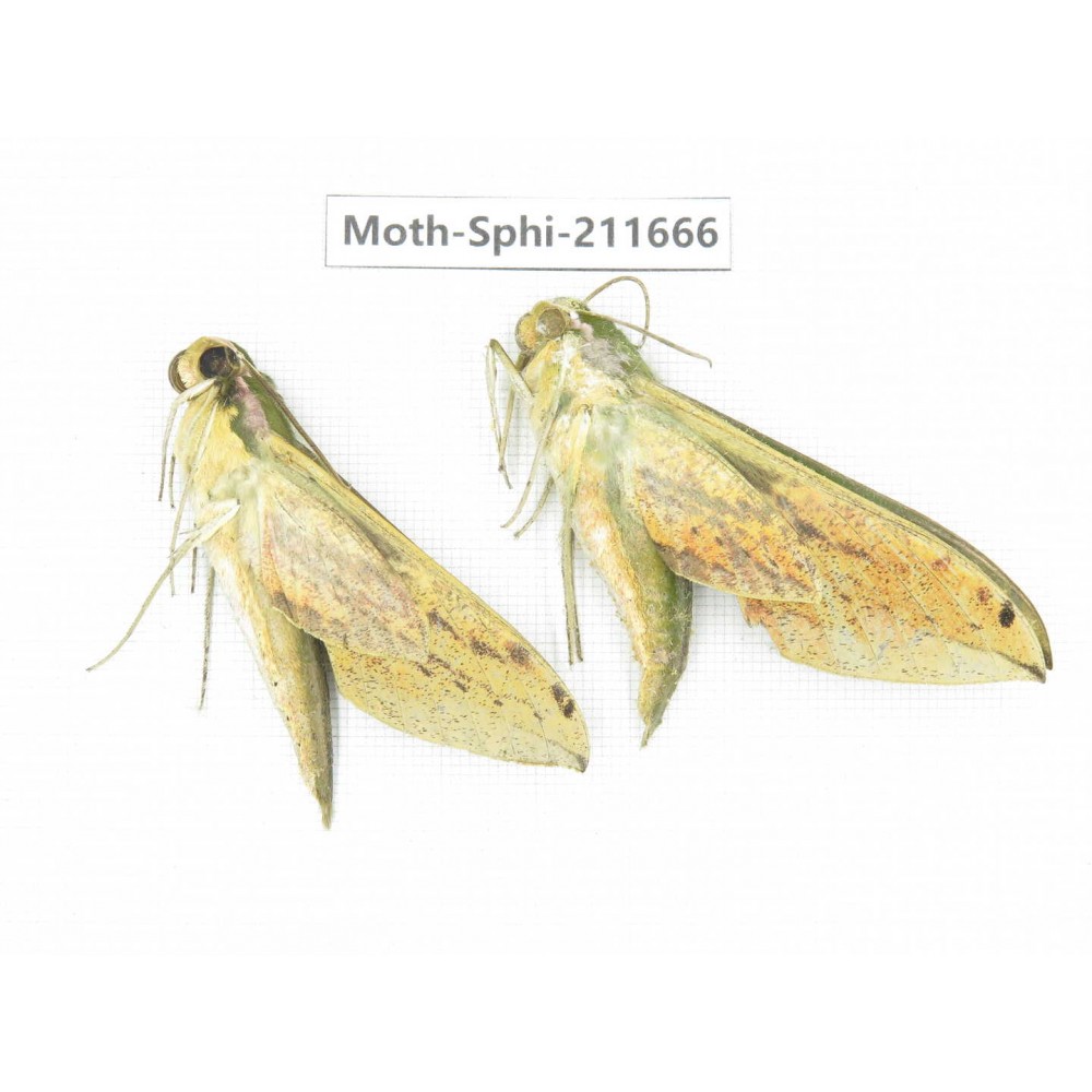 Sphingidae sp. China, Tibet, Linzhi, Bomi county. 2Pcs. Moth-Sphi-211666.