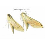 Sphingidae sp. China, Tibet, Linzhi, Bomi county. 2Pcs. Moth-Sphi-211666.